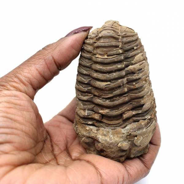 Rå fossil trilobit