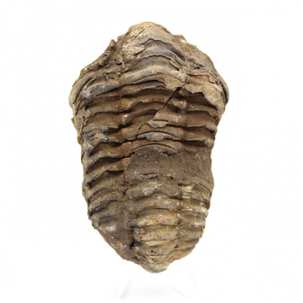 Trilobitfossil från Marocko