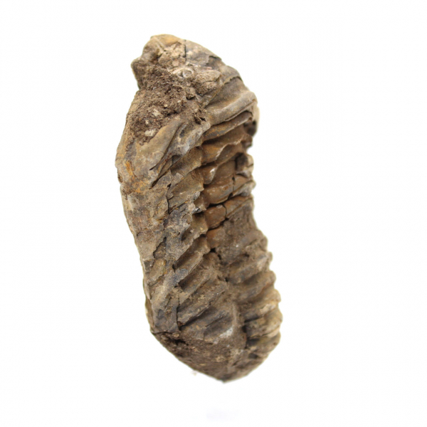 Trilobitfossil från Marocko