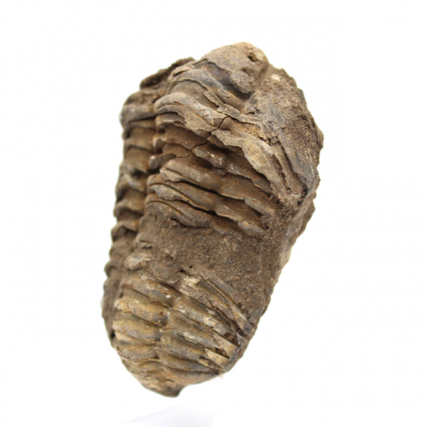 Trilobitfossil från Marocko