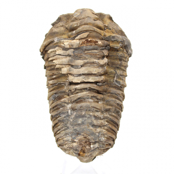 Fossil trilobit från Marocko