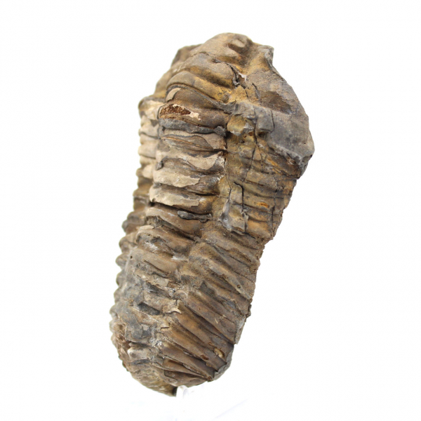 Fossil trilobit från Marocko