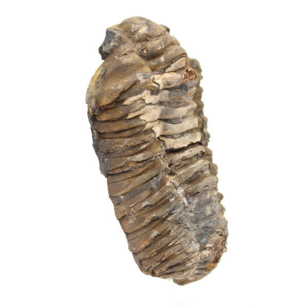 Fossil trilobit från Marocko