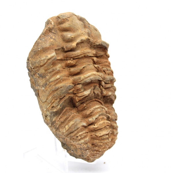 Fossil trilobite Marocko