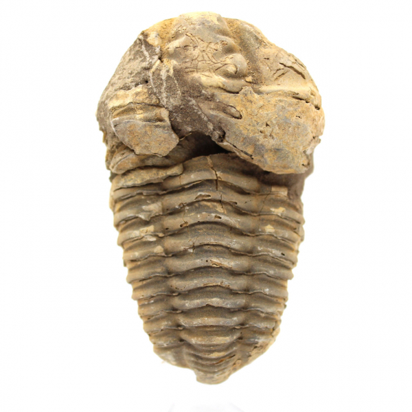 Trilobit fossil