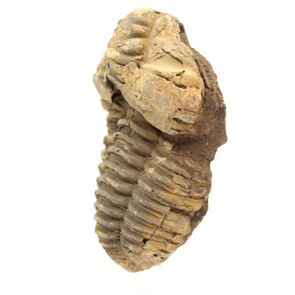 Trilobit fossil