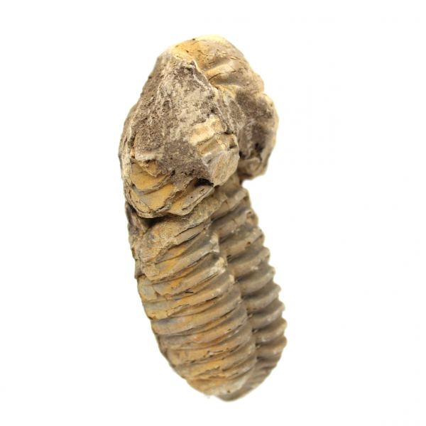 Trilobit fossil