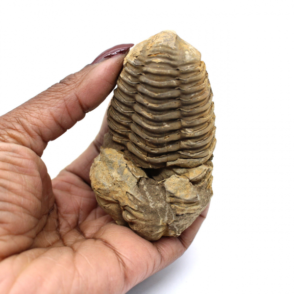 Trilobit fossil