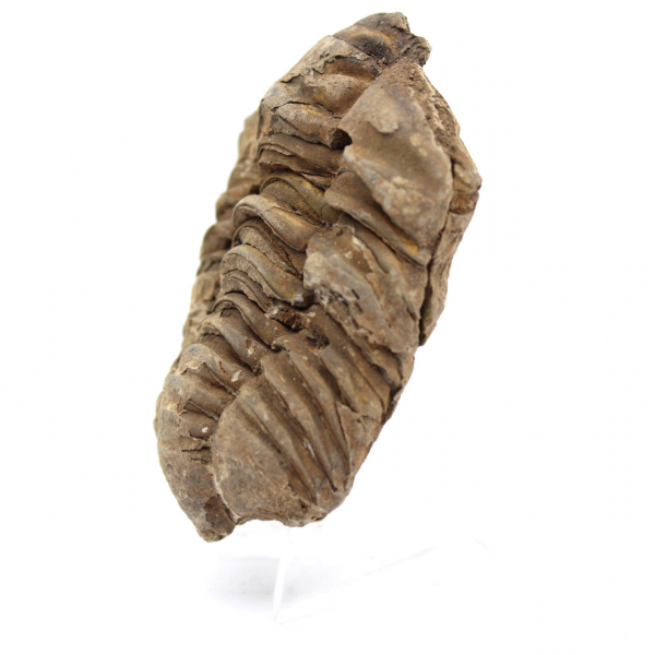 Fossil trilobit