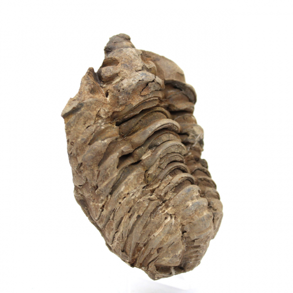 Fossil trilobit