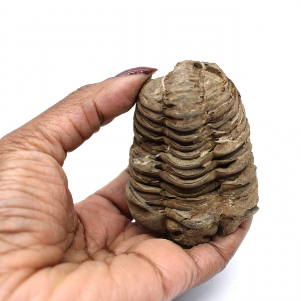 Fossil trilobit