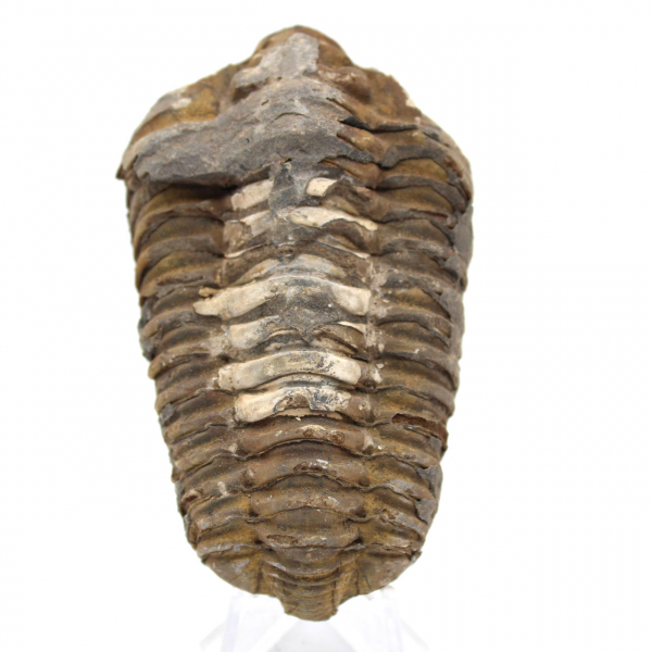 Trilobite från Marocko