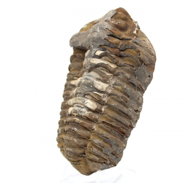 Trilobite från Marocko