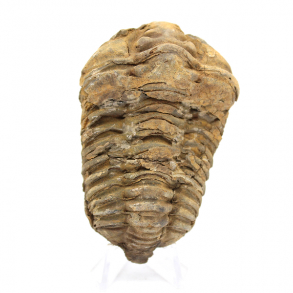 Fossil trilobit