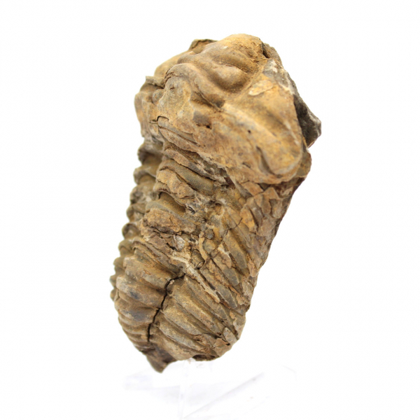 Fossil trilobit