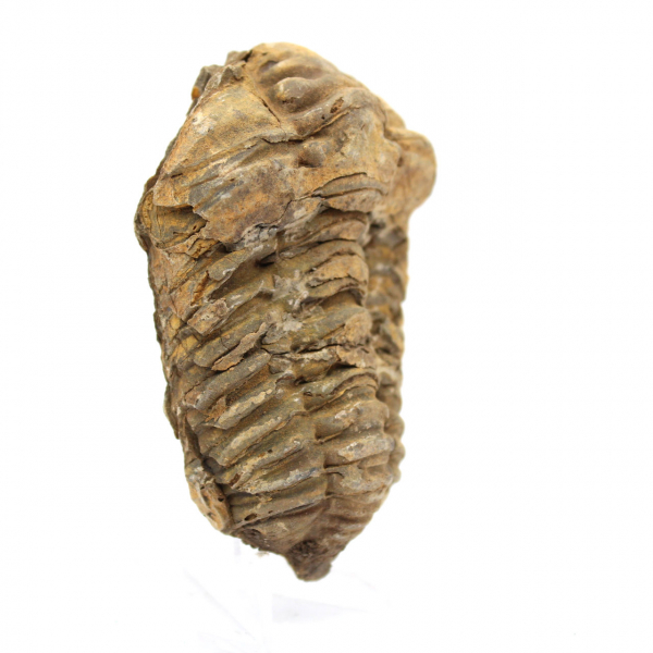 Fossil trilobit