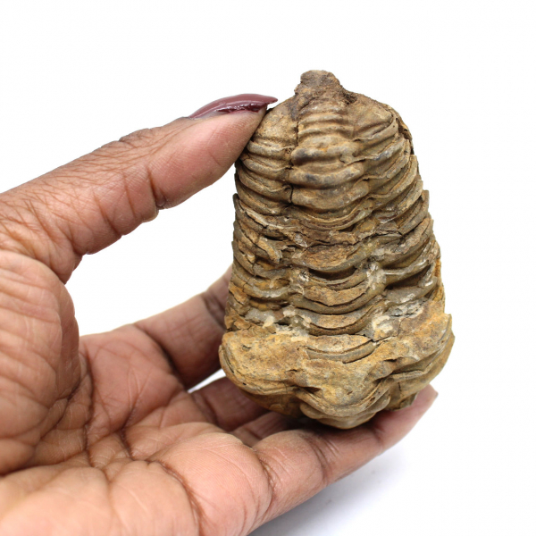 Fossil trilobit