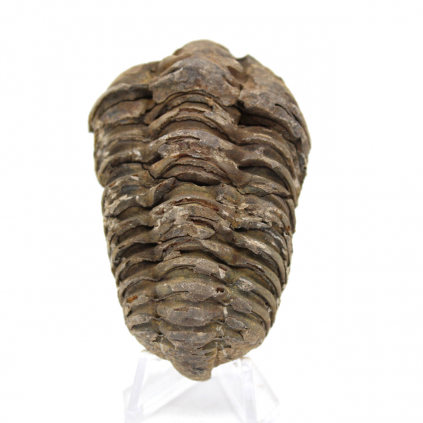 Trilobite från Marocko