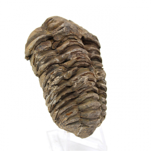 Trilobite från Marocko