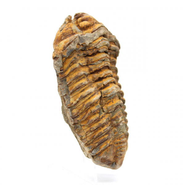 Trilobit