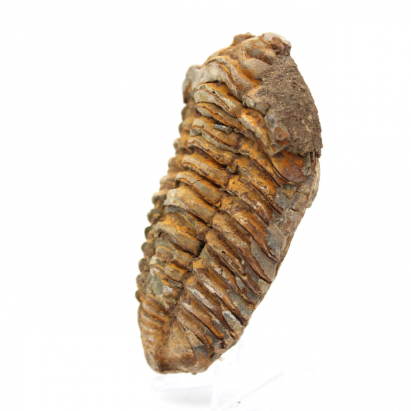 Trilobit