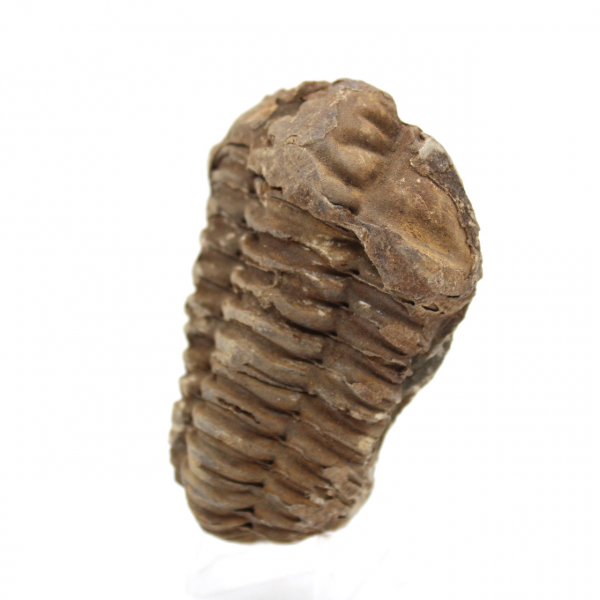 Rå fossil trilobit