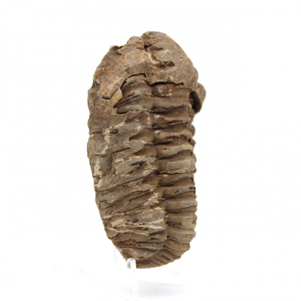 Rå fossil trilobit