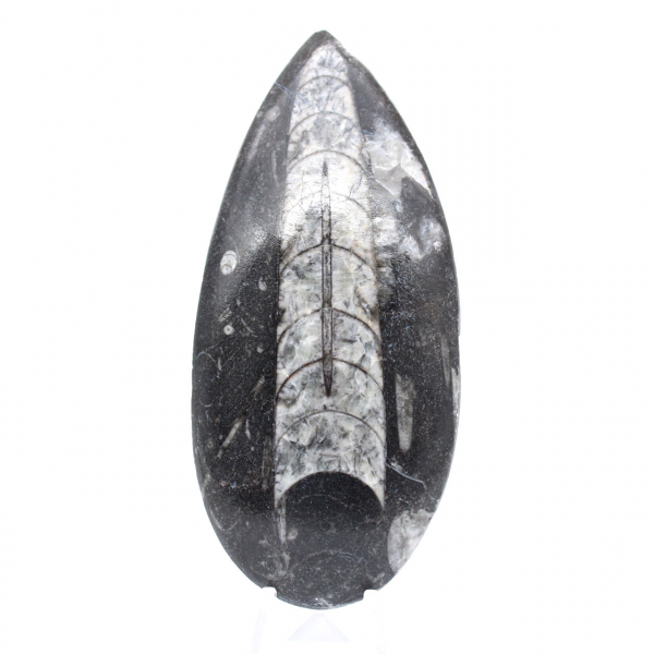 Polerad Orthoceras Fossil