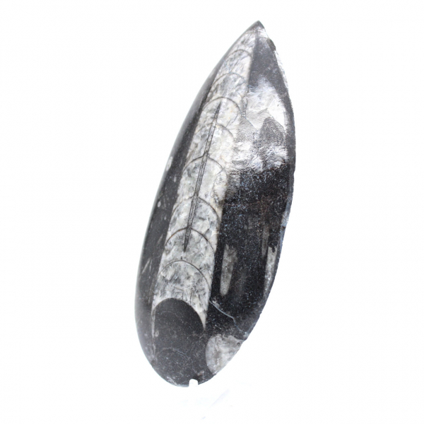 Polerad Orthoceras Fossil