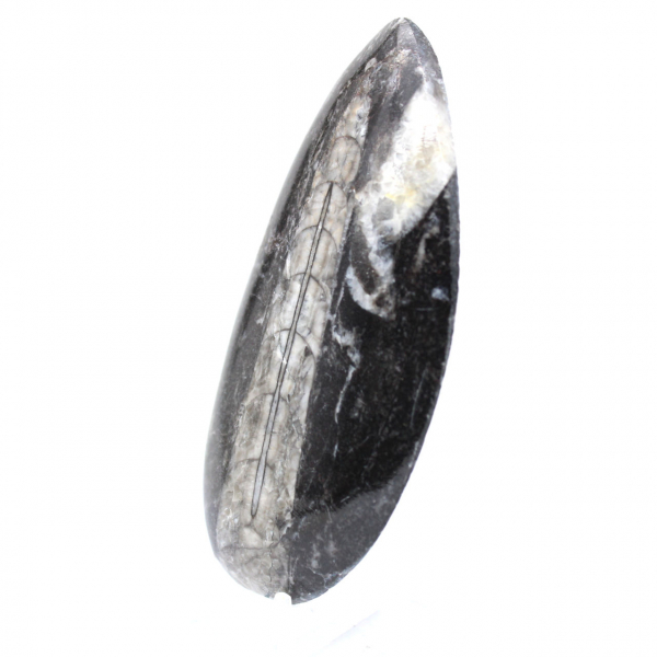 Orthoceras fossil från Marocko