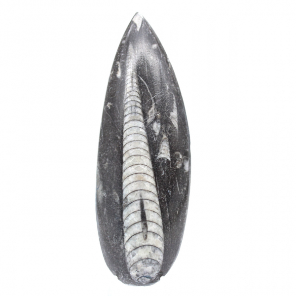 Orthoceras fossil från Marocko