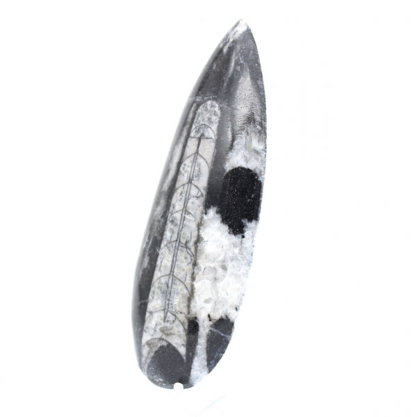 Orthoceras fossil