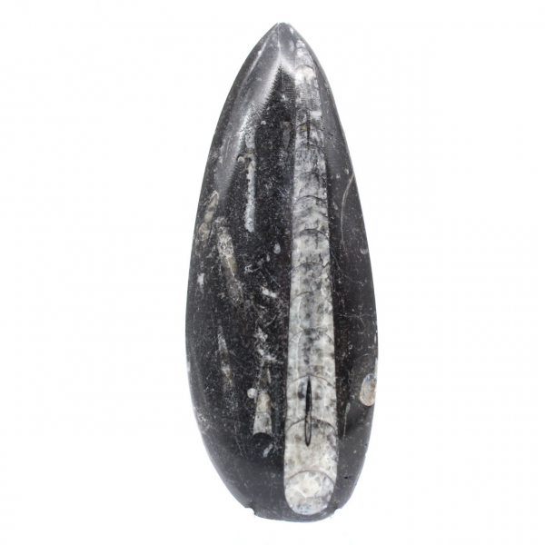 Polerad Orthoceras Fossil