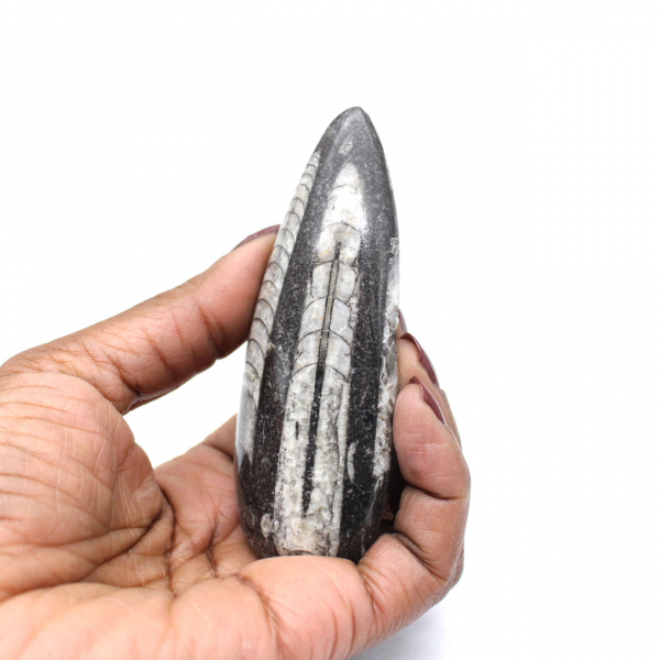 Orthoceras fossil från Marocko