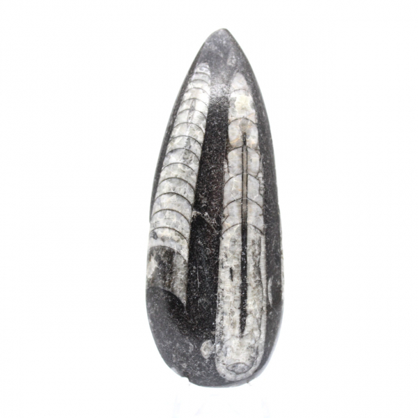 Orthoceras fossil från Marocko