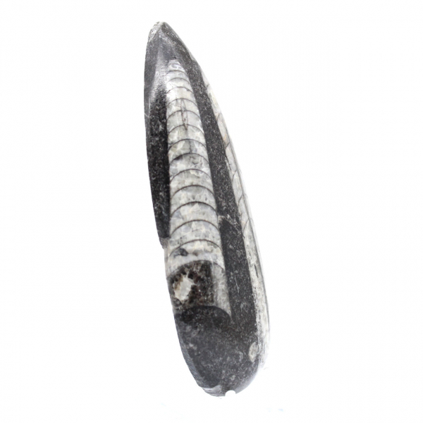 Orthoceras fossil från Marocko