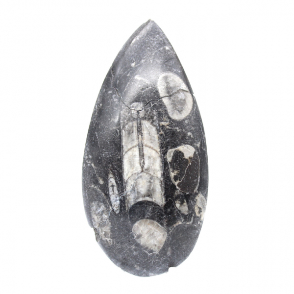 Orthoceras fossil Marocko