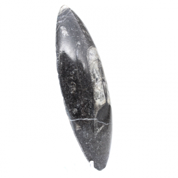 Orthoceras fossil