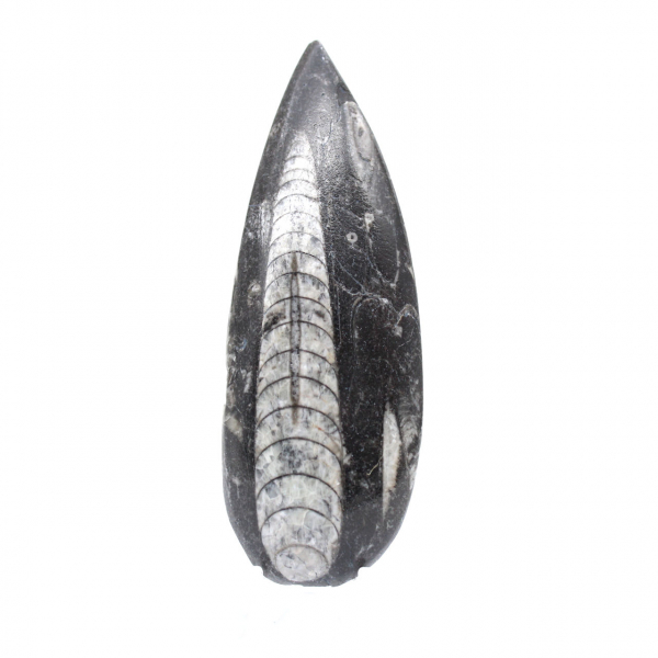 Polerad Orthoceras Fossil