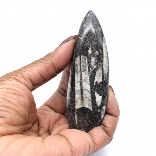 Orthoceras fossil Marocko