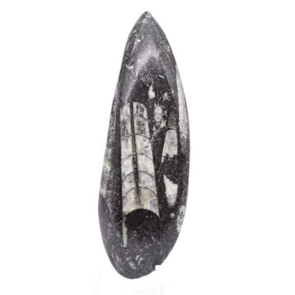 Orthoceras fossil Marocko