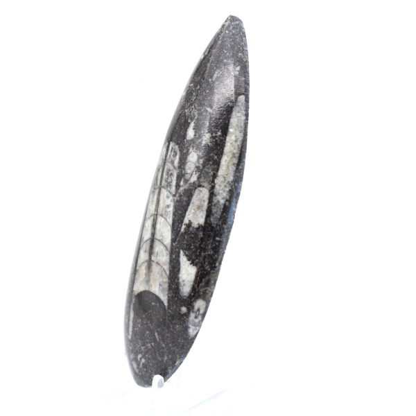 Orthoceras fossil Marocko