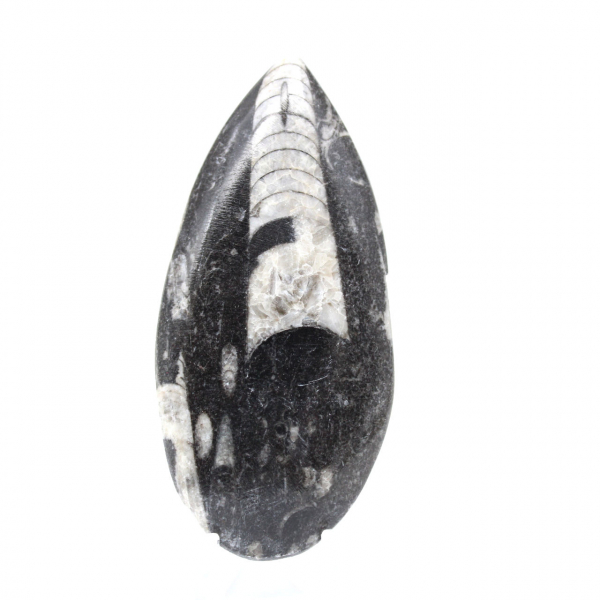 Orthoceras fossil från Marocko