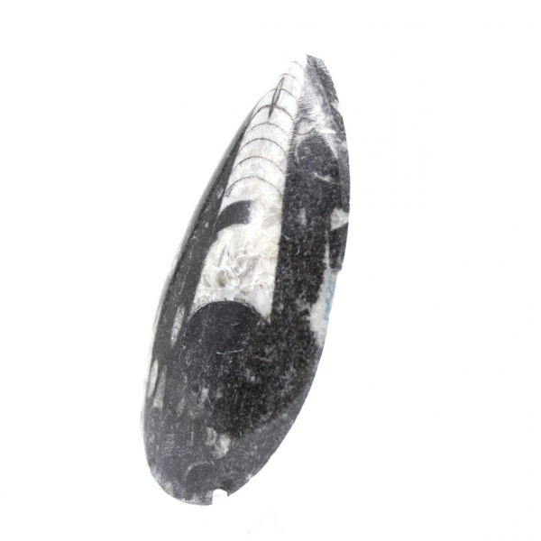 Orthoceras fossil från Marocko