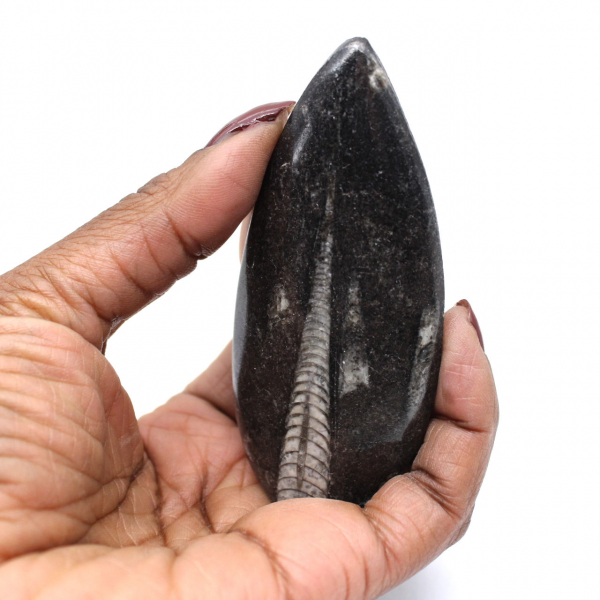 Orthoceras fossil från Marocko