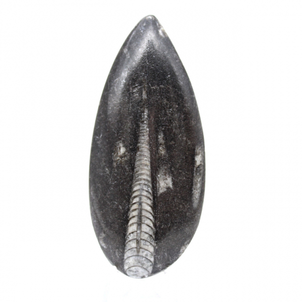 Orthoceras fossil från Marocko