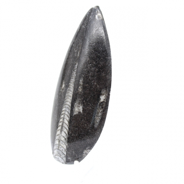 Orthoceras fossil från Marocko