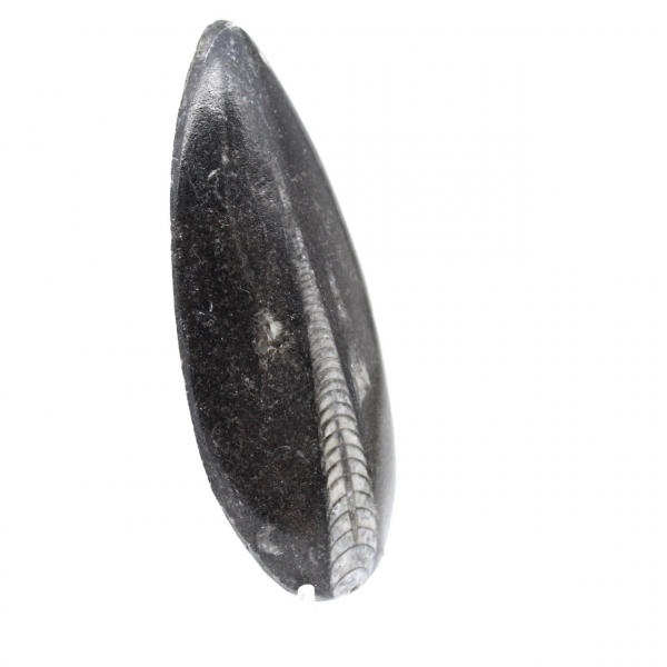 Orthoceras fossil från Marocko