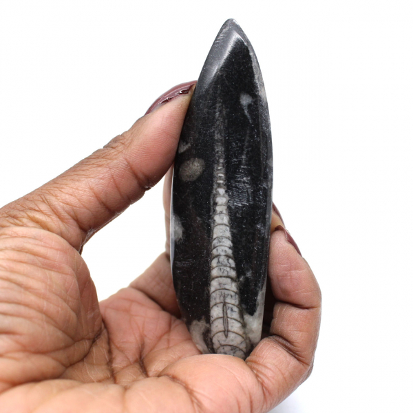 Orthoceras fossil Marocko