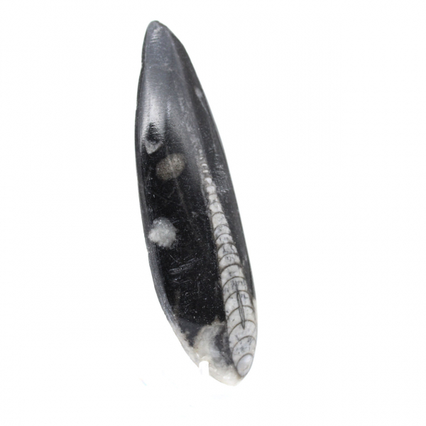 Orthoceras fossil Marocko